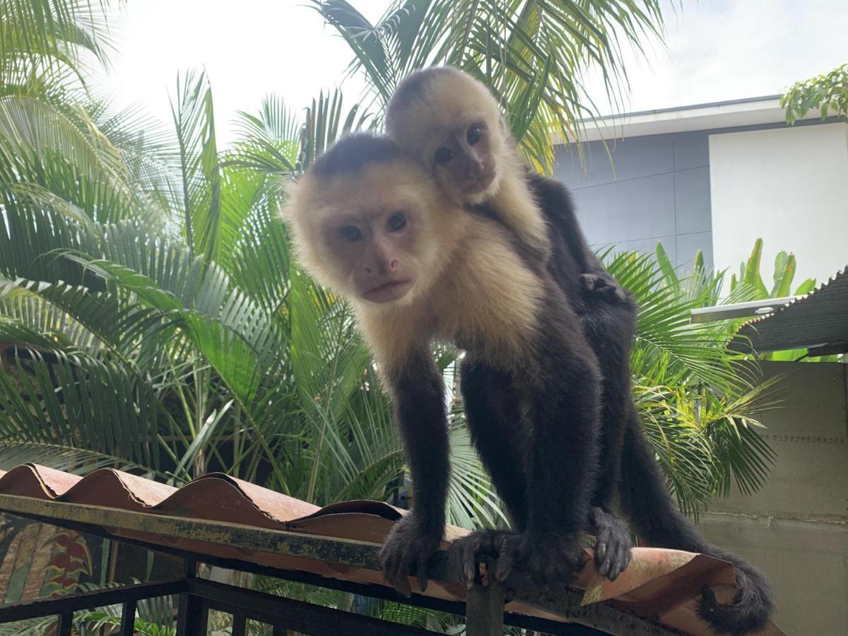 La Posada Jungle Hotel Manuel Antonio Eksteriør billede