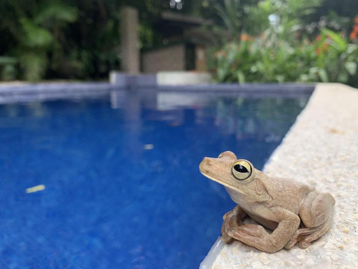 La Posada Jungle Hotel Manuel Antonio Eksteriør billede