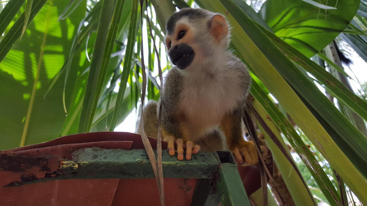 La Posada Jungle Hotel Manuel Antonio Eksteriør billede