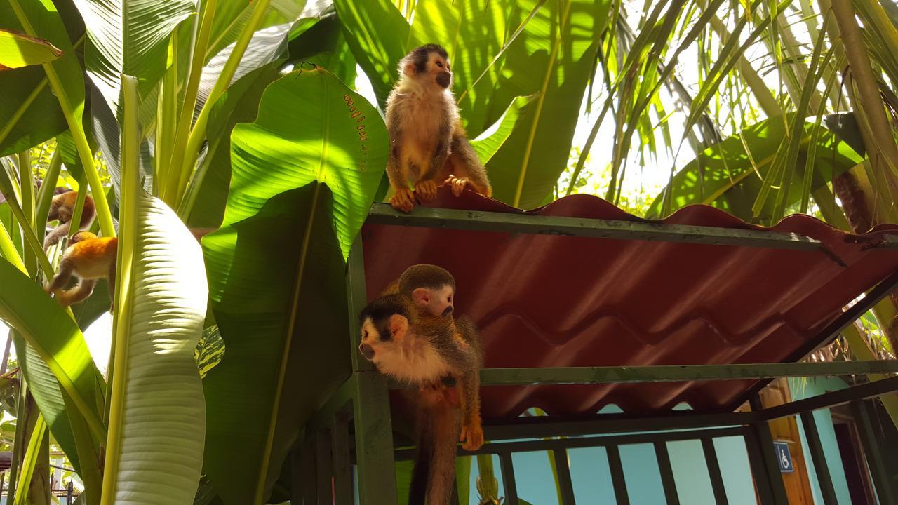 La Posada Jungle Hotel Manuel Antonio Eksteriør billede